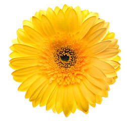 Yellow gerbera head, closeup shot, isolated on a white backgroun