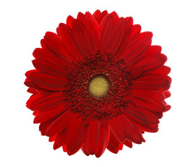 Red gerbera head, closeup shot, isolated on a white background