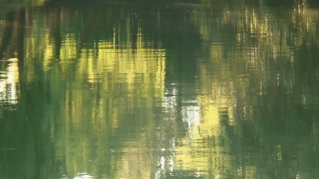 people passing by and trees reflected on water