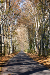 Obraz premium The road