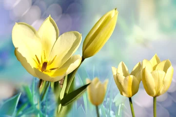 Photo sur Plexiglas Tulipe tulipe