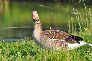 greylag goose