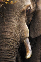 Portrait en gros plan d& 39 éléphant