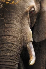 Foto auf Acrylglas Elefanten-Nahaufnahmeportrait © JohanSwanepoel