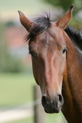 Fototapeta premium Pferd, Horse