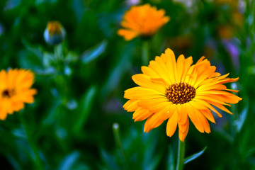 Calendula