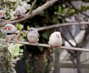 Family of zebra finches