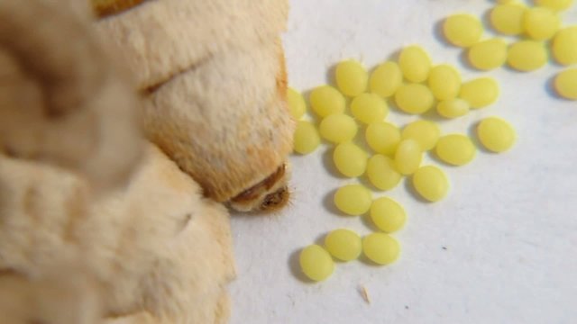 silkworm moth laying eggs