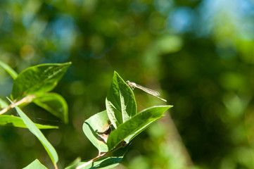 dragonfly