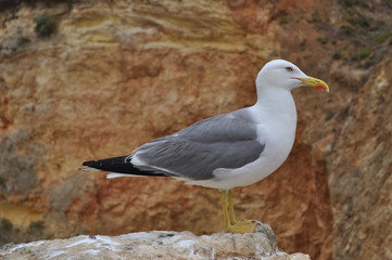 Gaivota