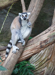Beautiful lemur