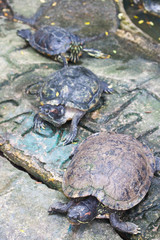 red ear turtle