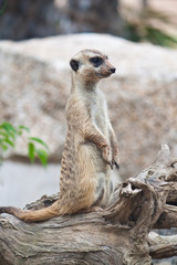 Meerkat