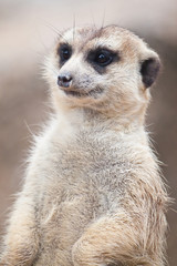 Meerkat