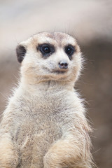 Meerkat