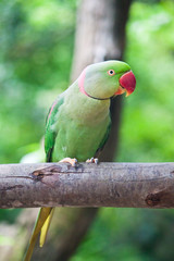 green parrot bird