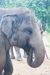 Fototapeta premium Thai Elephants close up