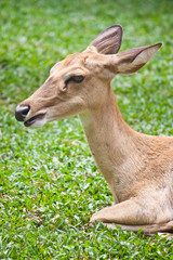 Beautiful deer closeup