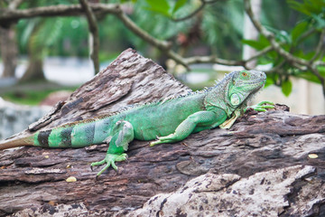 Naklejka na ściany i meble green iguana on wood