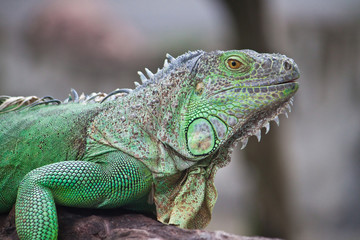 green iguana on wood