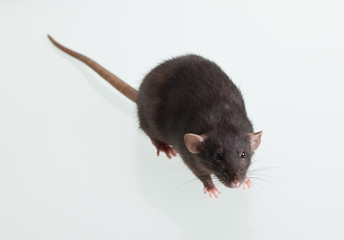 Black domestic rat