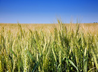 Wheat cereal plant
