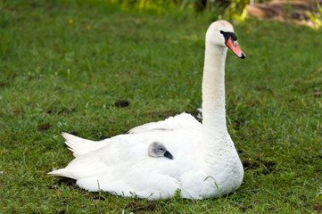 mute swan and signet