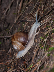 schneckBergauf