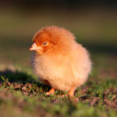 A baby chick in green