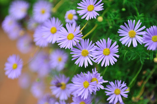 Swan River Daisy