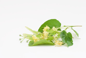 Цветки и плоды липы на белом фоне