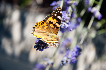 butterfly on a flower of lavender