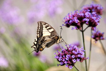 Fototapeta na wymiar Motyl na kwiat