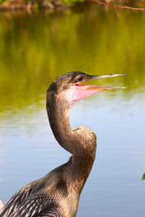 Anhingas in the Everglades