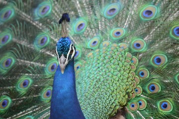 Obraz premium Pavo cristatus