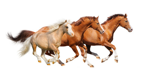 Three sorrel horses gallop  - isolated on white