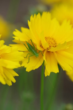 バッタと黄色い花