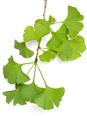 Ginkgozweig
