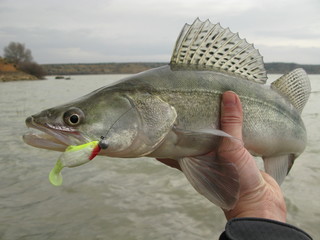 Fish © xtr2007