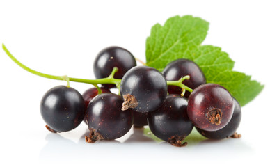 currant berries with leaf