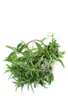 Bohnenkraut