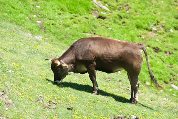 The cow in Pyrenees  mountain pasture