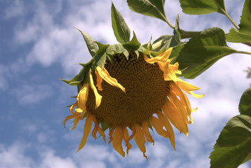 sunflower in July