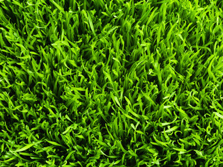 healthy grass pattern