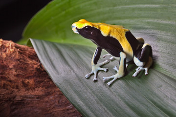 Fototapeta premium poison dart frog on leaf
