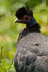 Kräuselhauben-Perlhuhn (Guttera pucherani) © Jearu