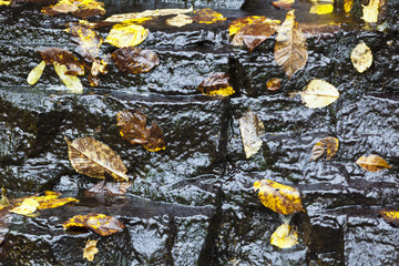 Obraz premium Waterfall with autumn leaves