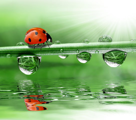 fresh morning dew and ladybird