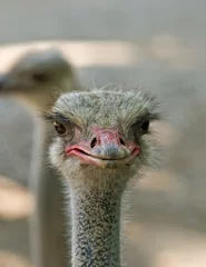 Crédence de cuisine en verre imprimé Autruche Face of a male Ostrich
