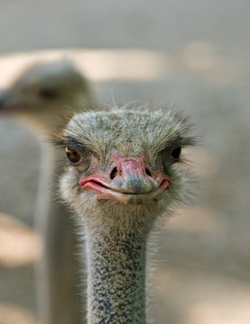 Face of a male Ostrich